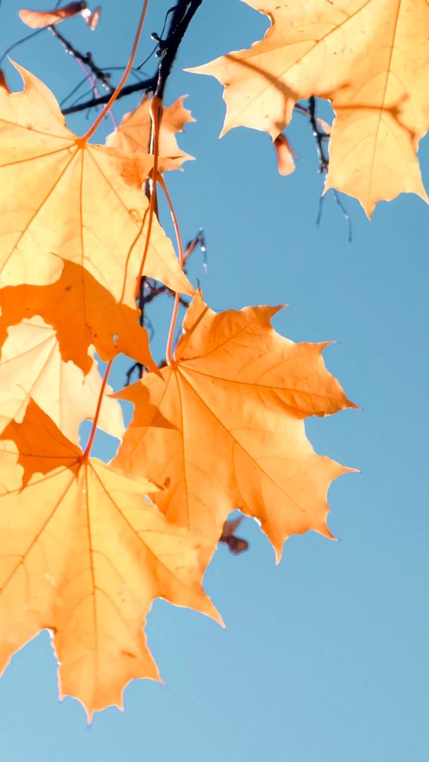 树叶的枝条在深秋落下视频的预览图