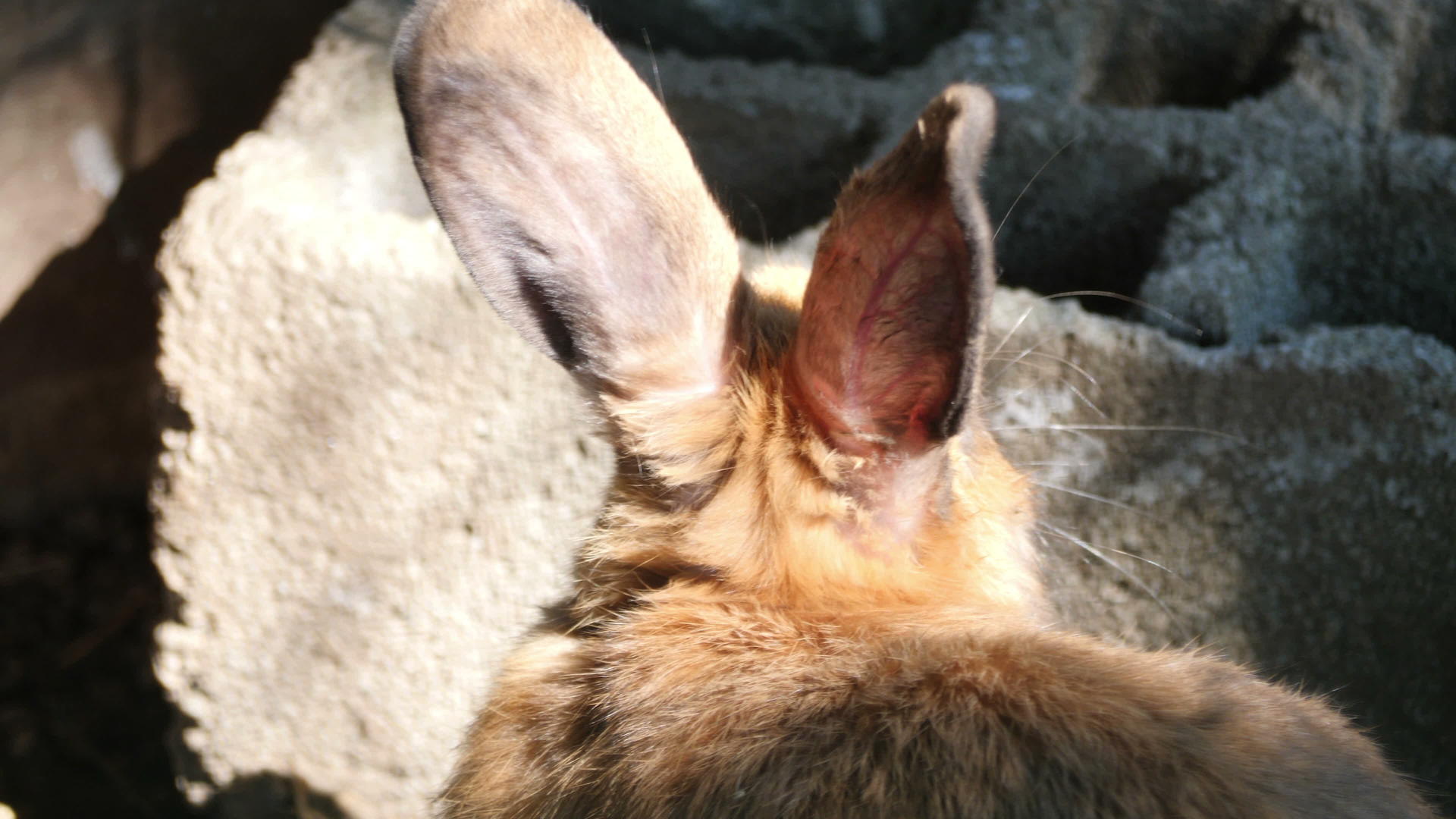 兔子躺在动物园里视频的预览图