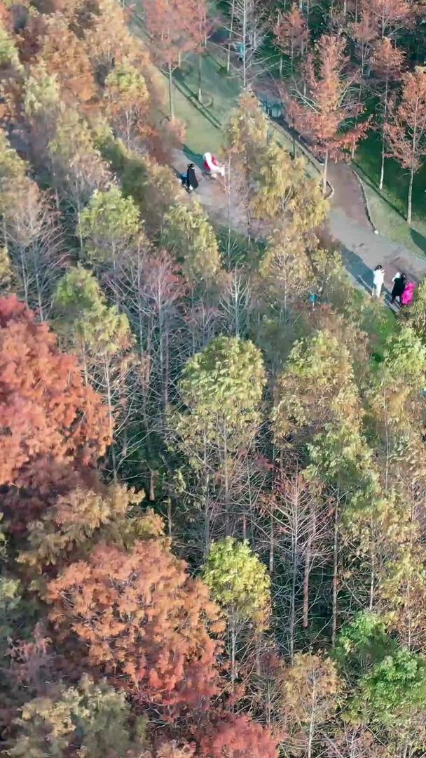 航空摄影公园室外色彩斑斓的树木视频的预览图
