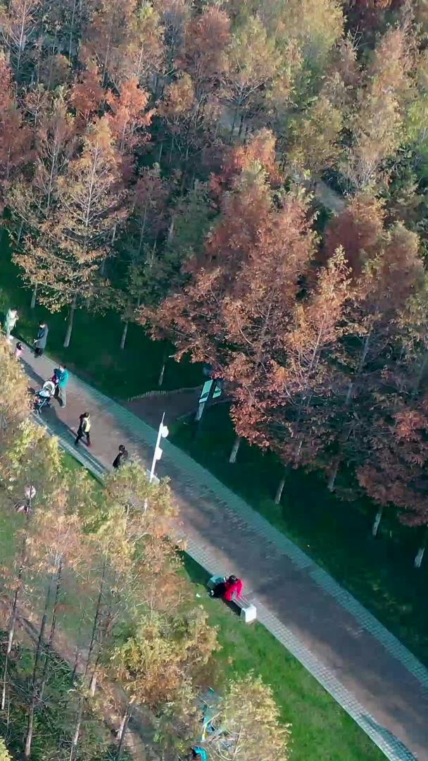 航空摄影公园室外色彩斑斓的树木视频的预览图