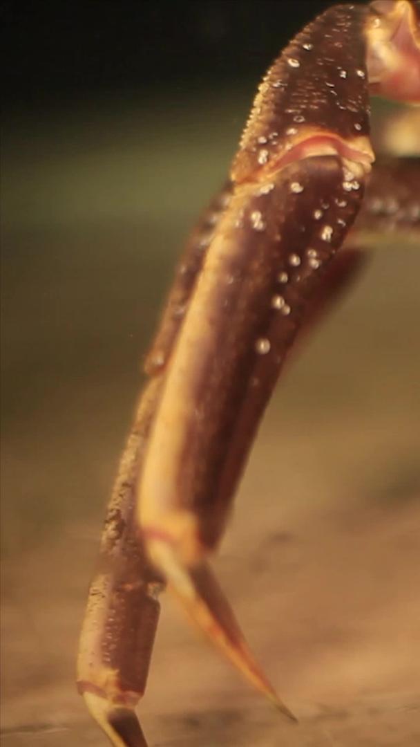 鲜海蟹实拍视频的预览图