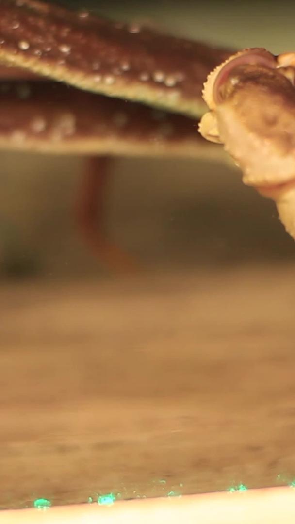 鲜海蟹实拍视频的预览图