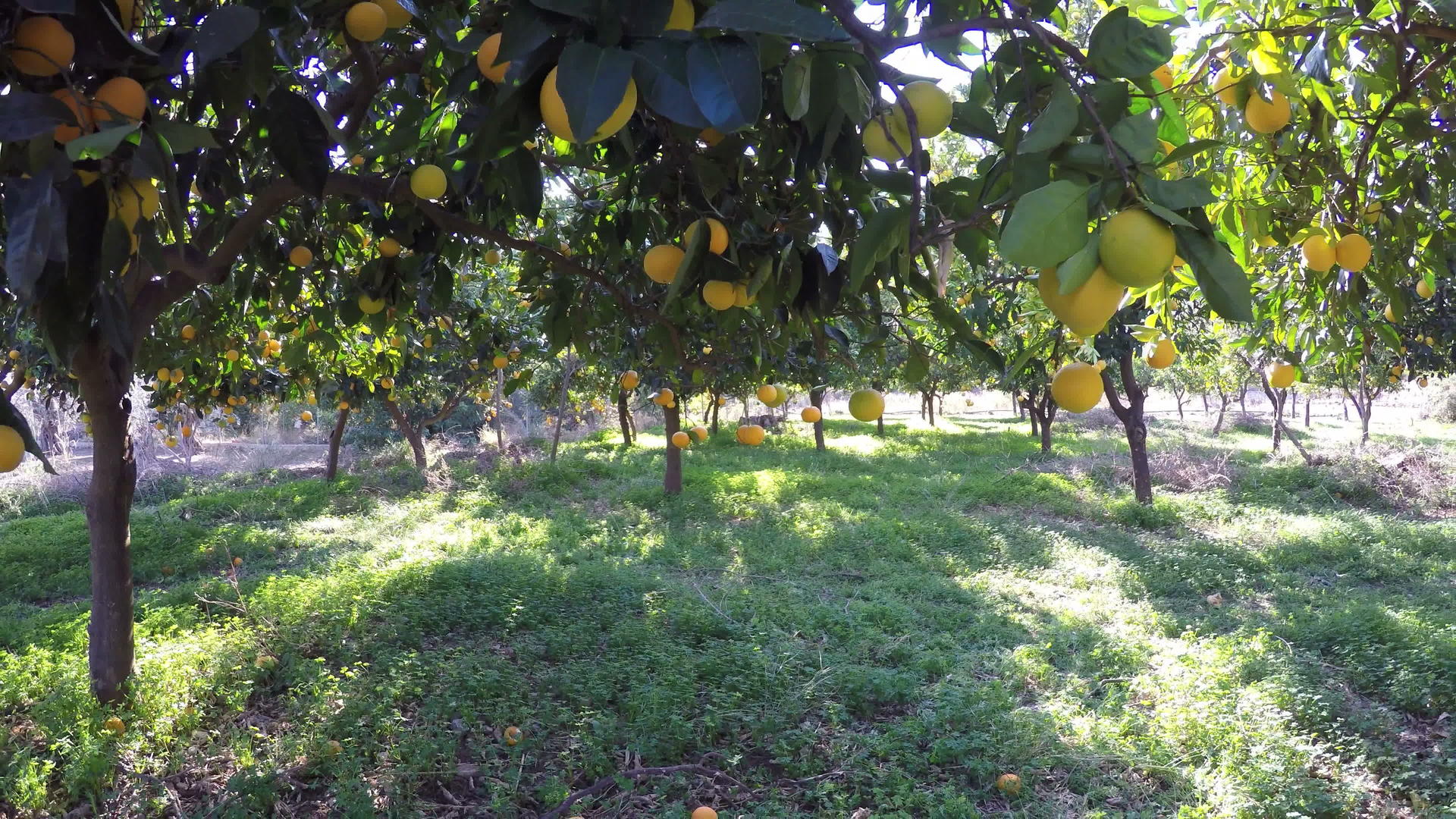 橙子树视频的预览图