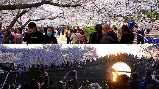 4K实拍樱花公园赏樱人群视频的预览图