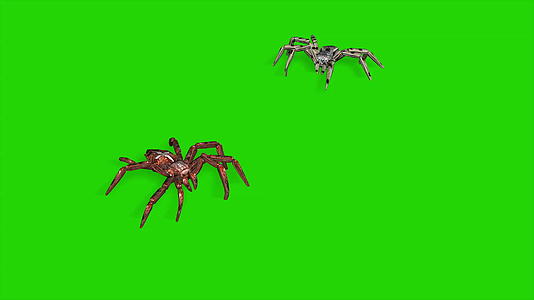 两只蜘蛛在绿屏的背景上爬来爬去视频的预览图