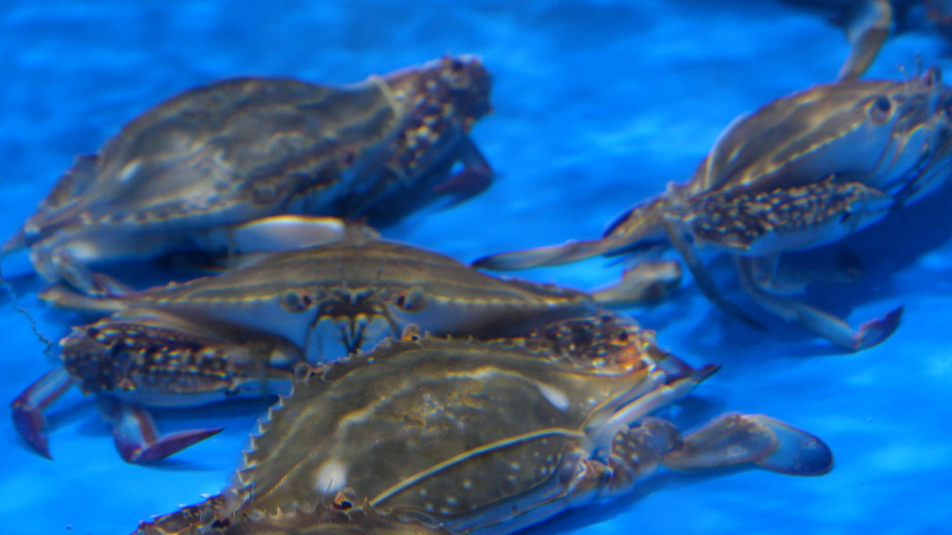 4K梭子蟹螃蟹海鲜水产美食食材视频的预览图