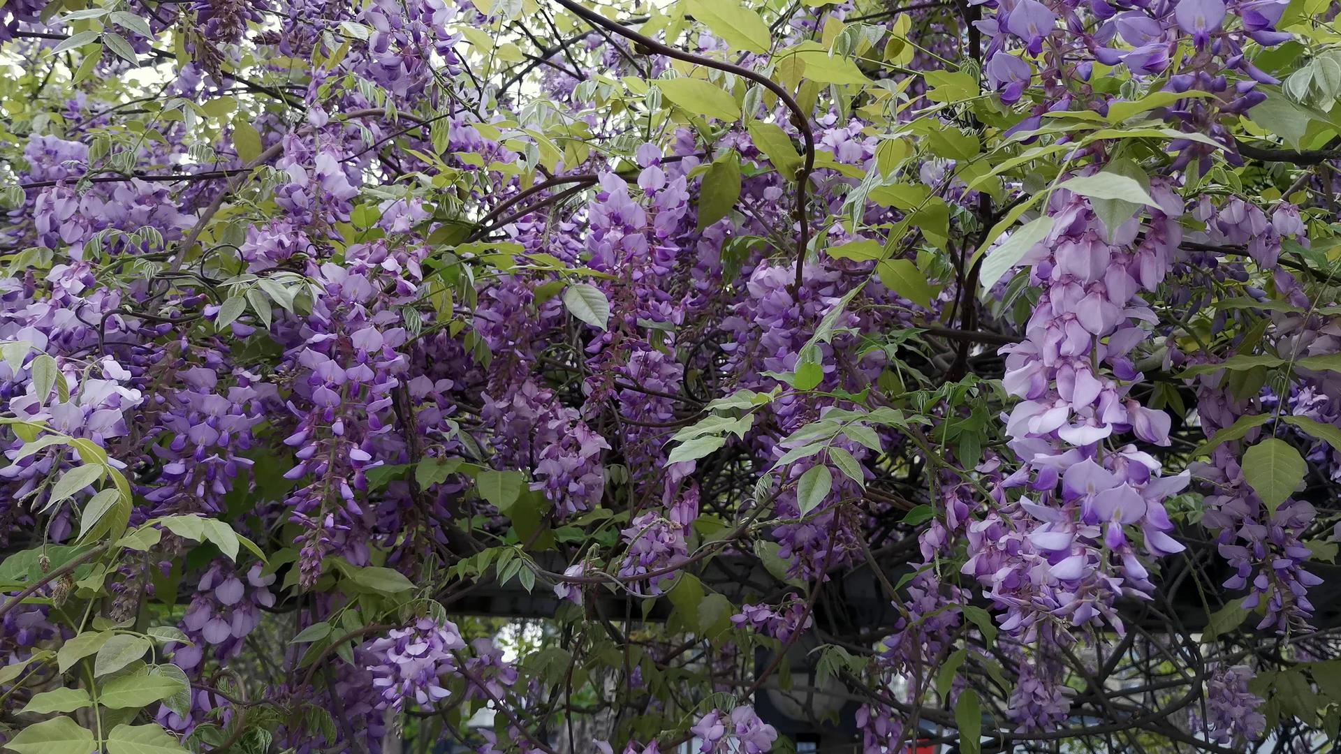 4K春季盛开的紫藤花视频的预览图