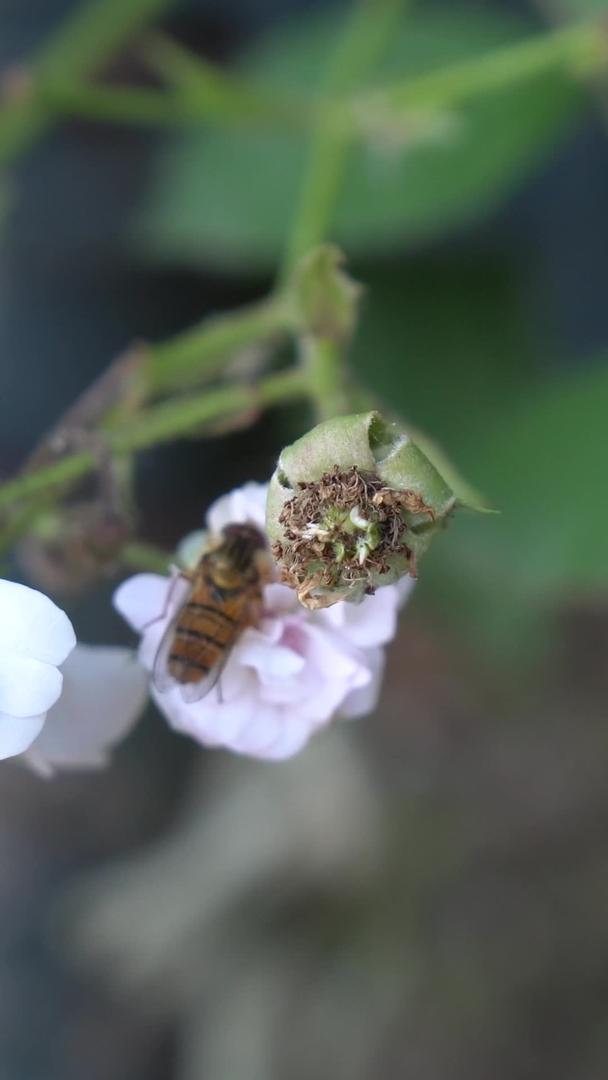 小蜜蜂白花视频的预览图