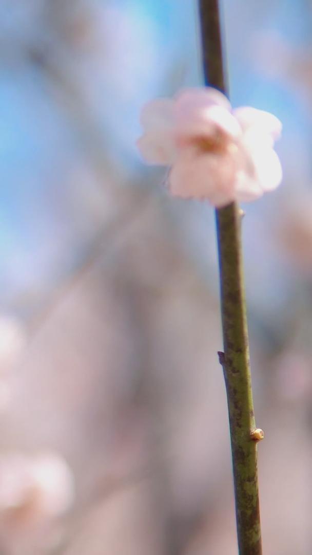 早春城市公园白梅花采蜜蜂蜜蜂视频的预览图