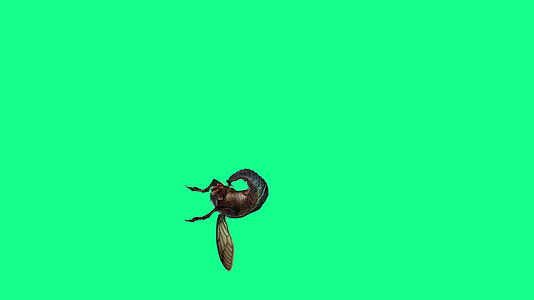 蜂蝇攻击绿幕视频的预览图