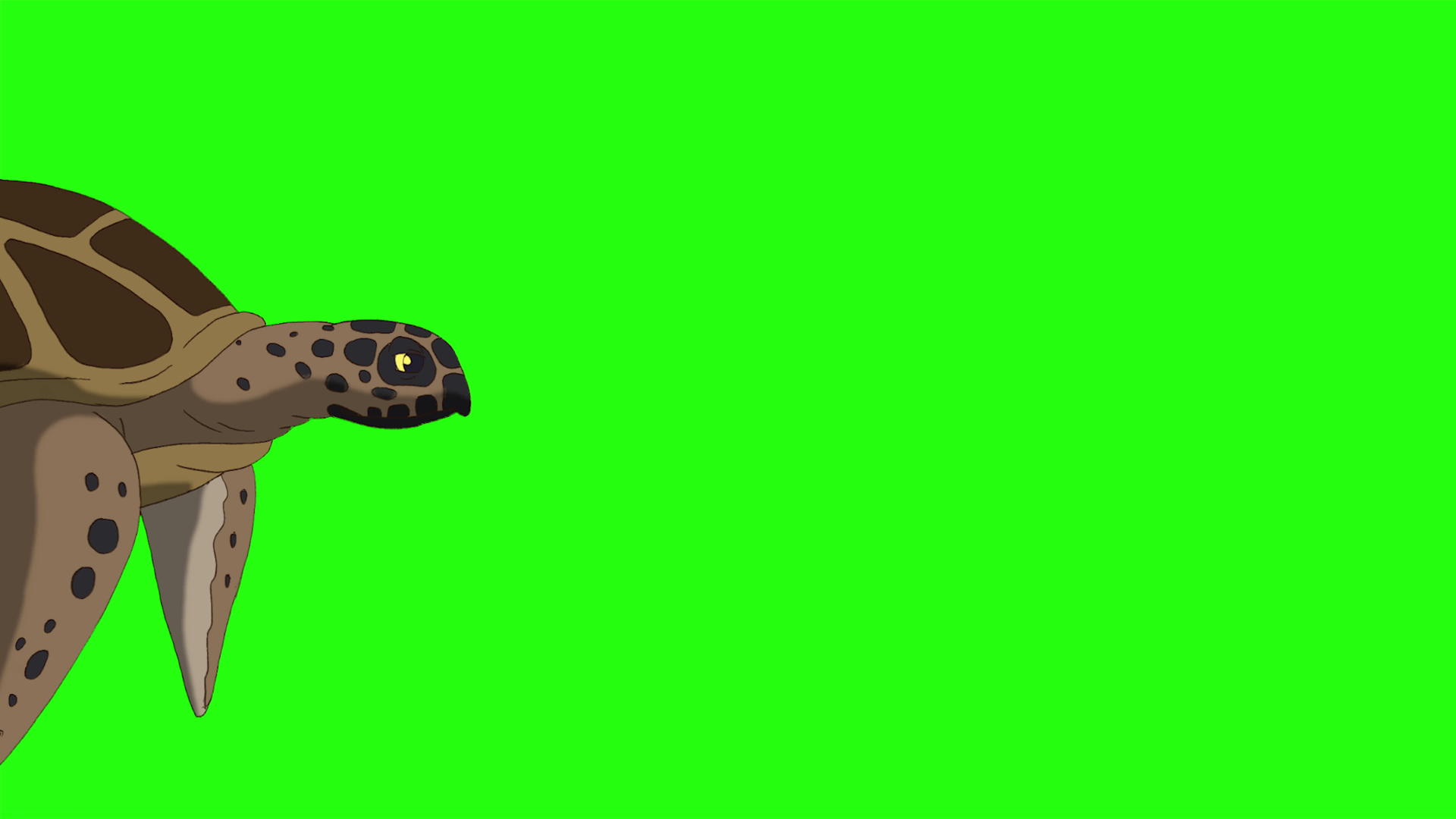 游动绿屏的卡通海龟视频的预览图