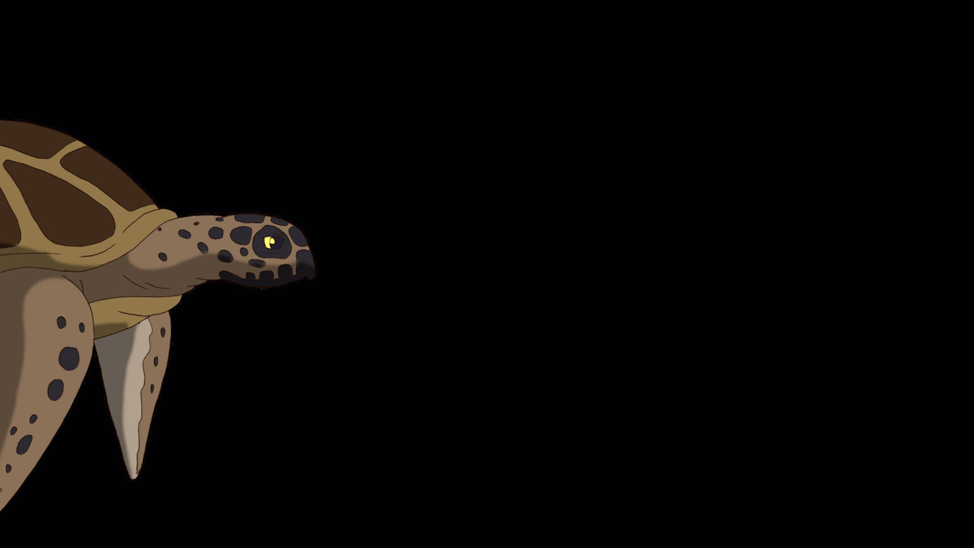 水下游泳的棕色海龟视频的预览图
