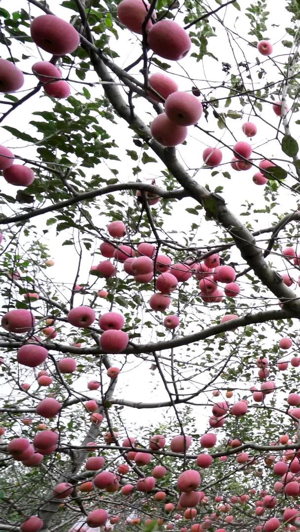 红富士苹果高清实拍视频素材视频的预览图