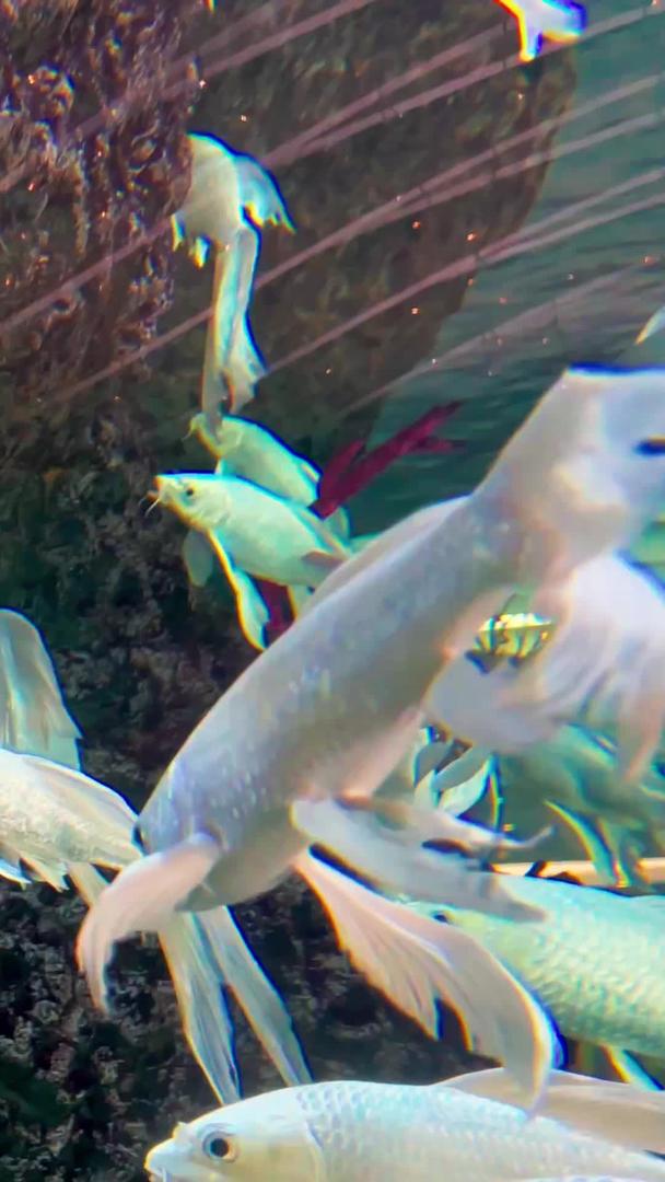 水族馆龙凤锦鲤的实拍视频的预览图
