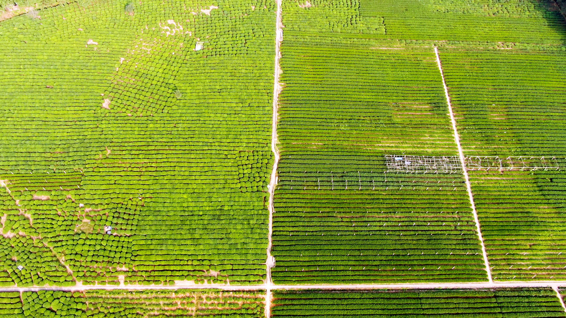 航拍杭州西湖龙井茶种植基地视频的预览图