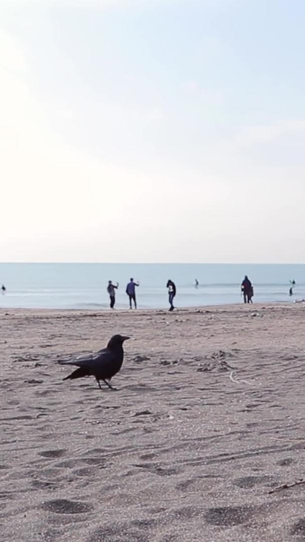 乌鸦在日本镰仓海滩视频的预览图