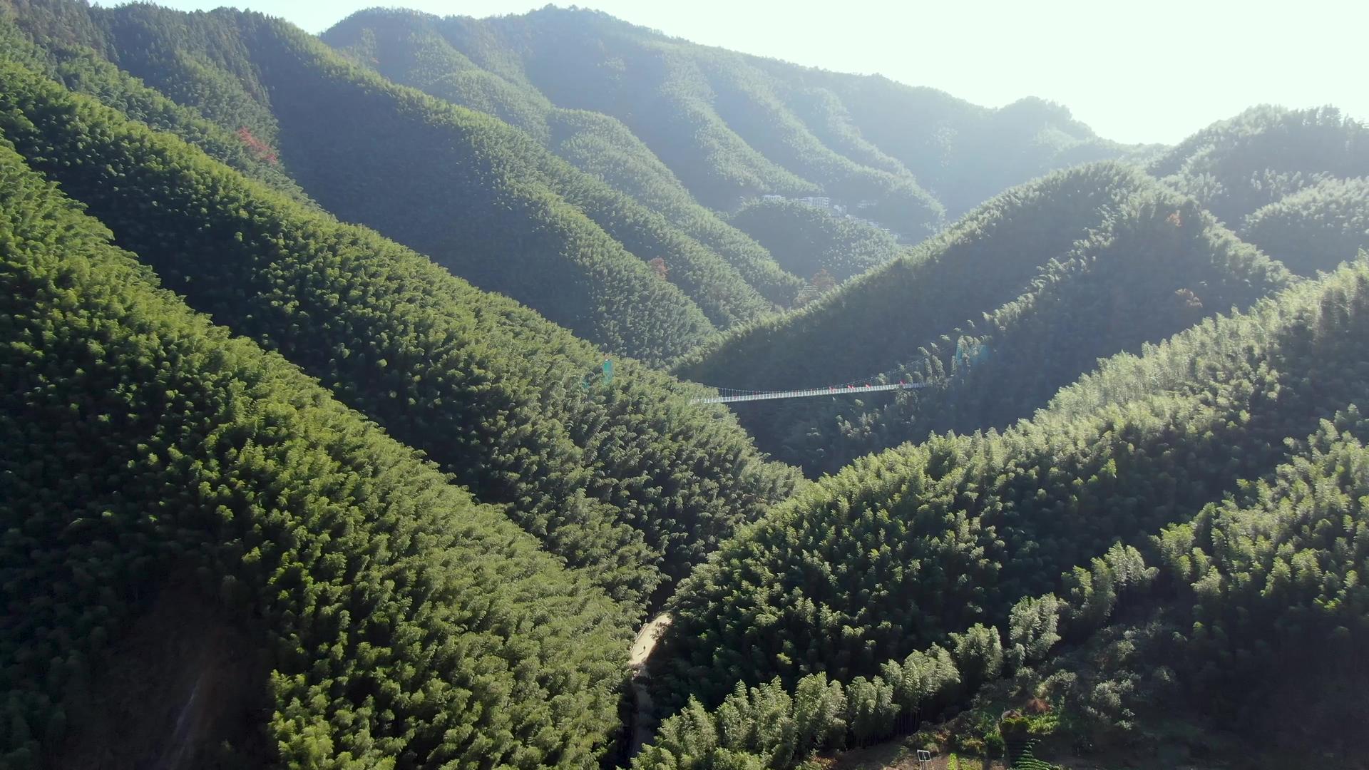 航拍安徽旅游景区林坑竹海视频视频的预览图