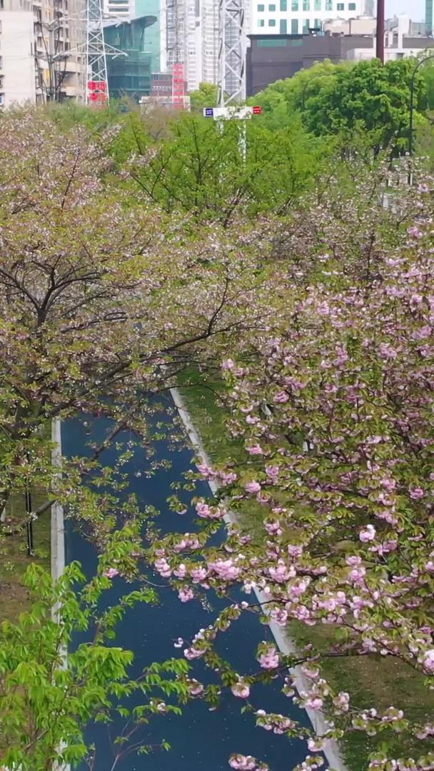 武汉西北湖春季樱花大道航拍视频的预览图
