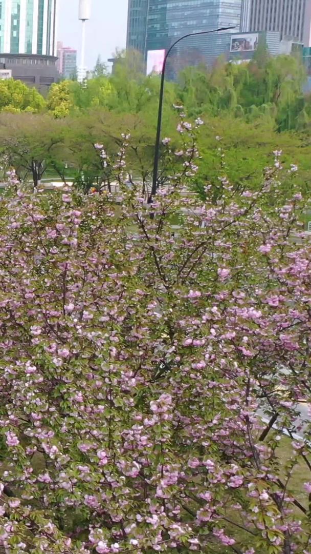 武汉西北湖春季樱花大道航拍视频的预览图