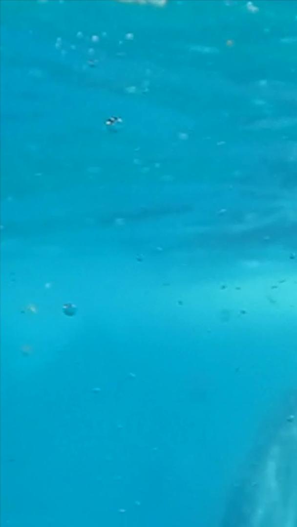 海洋动物大鲸鲨视频的预览图