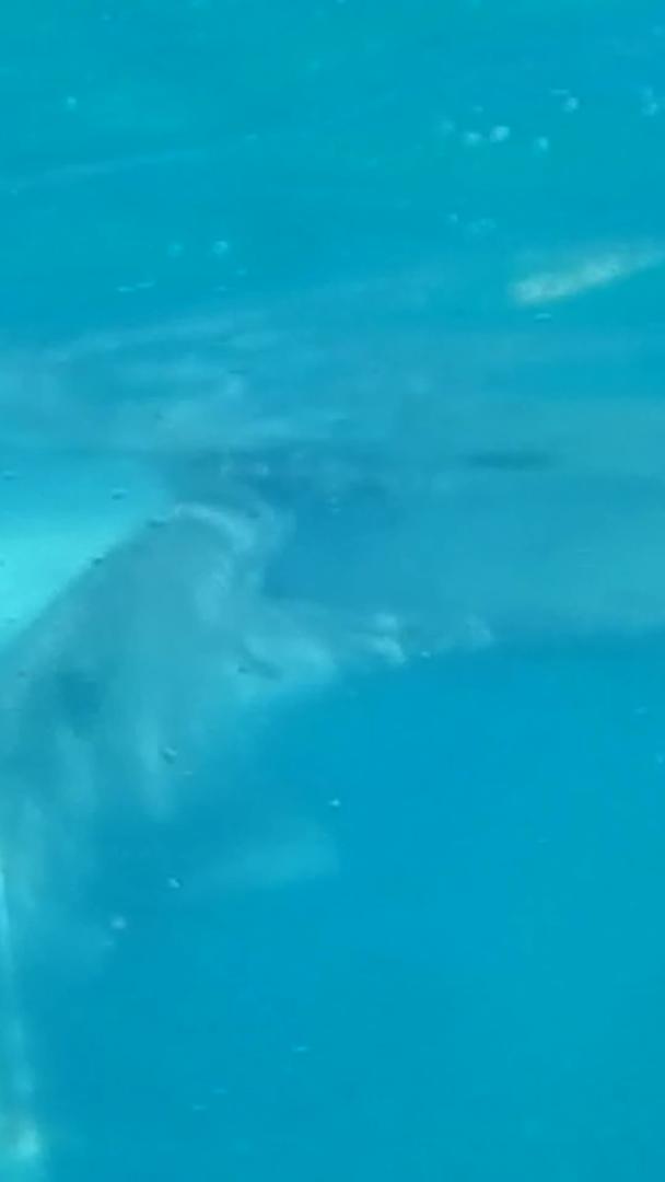 海洋动物大鲸鲨视频的预览图