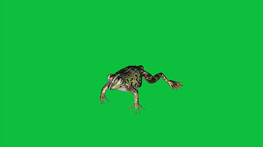 青蛙跳跃视频的预览图