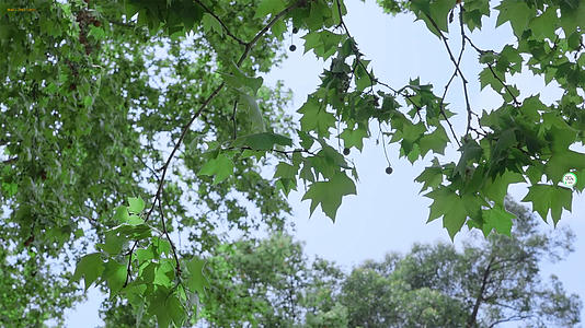 春天踏青放风筝花草树木合集视频的预览图