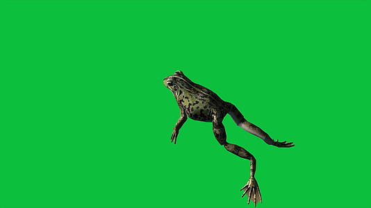 青蛙跳上绿屏视频的预览图