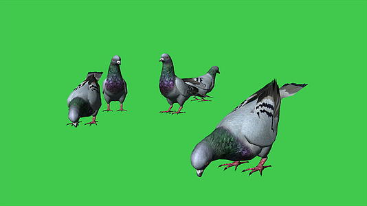 在绿屏背景下吃鸽子视频的预览图