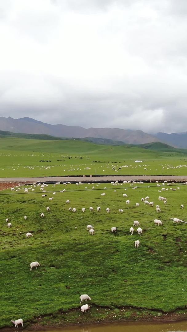 自然牧场放牧羊群航拍视频视频的预览图