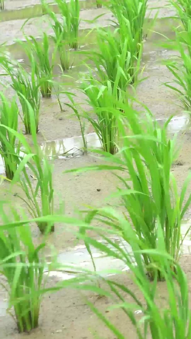 刚刚在田地里种植的水稻合集视频的预览图