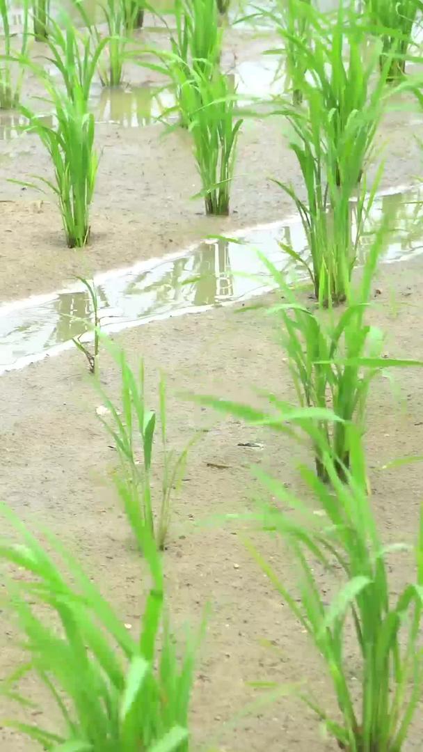 刚刚在田地里种植的水稻合集视频的预览图