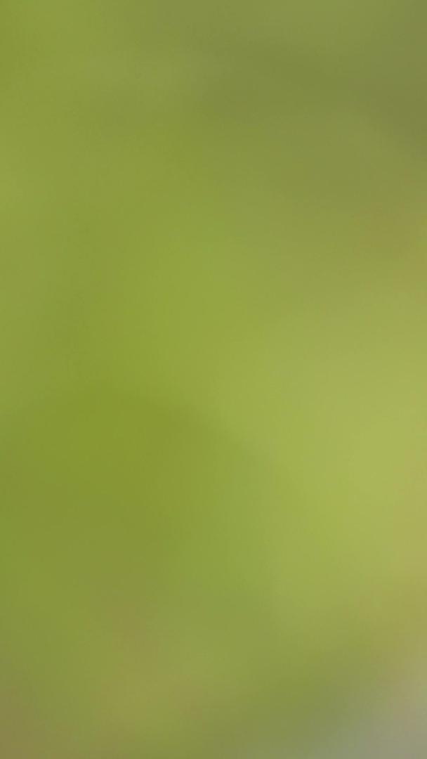 七星瓢虫躺在植物上视频的预览图