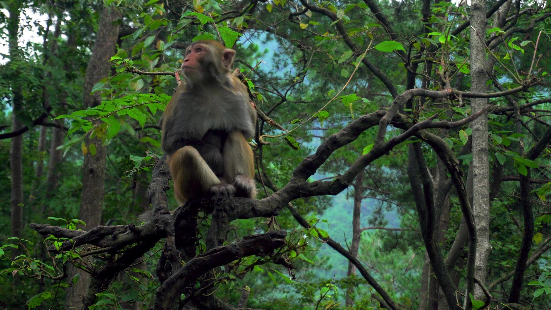 坐在树上野生动物猴子马骝视频的预览图