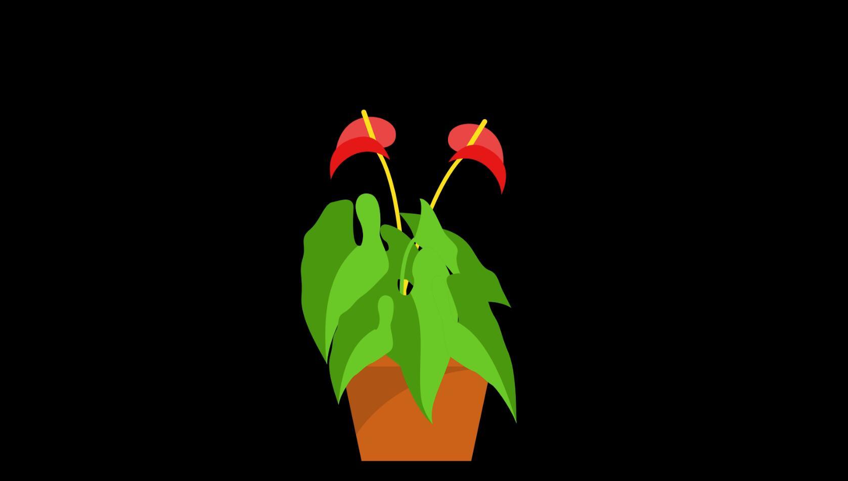 mg动态喇叭花盆栽植物生长视频素材视频的预览图