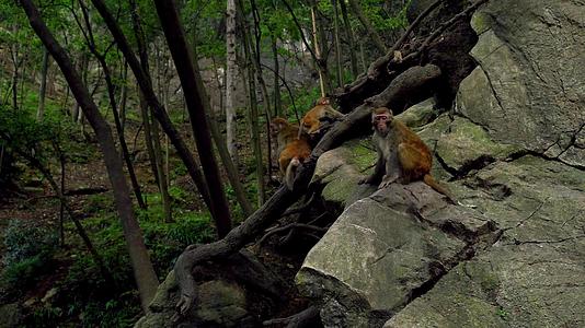 贵州黔灵山公园野生猴子群视频的预览图