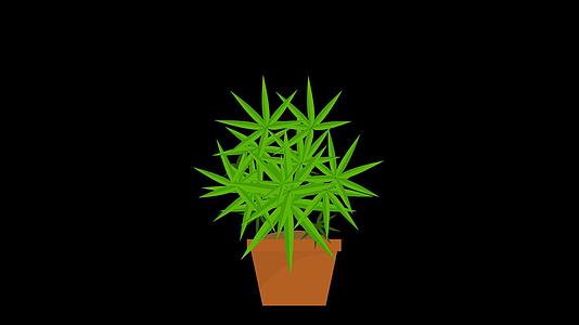 mg动态绿叶盆栽植物生长视频素材视频的预览图