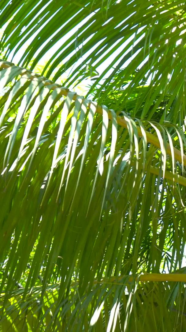 海南黄金椰子树实拍集合集合视频的预览图