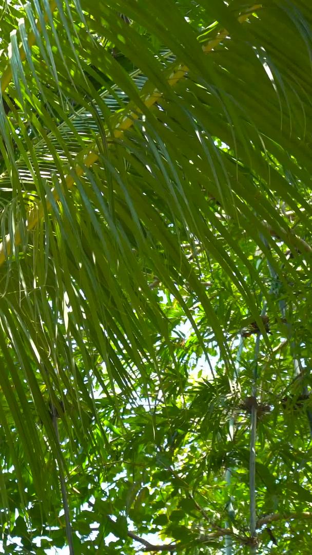 海南黄金椰子树实拍集合集合视频的预览图