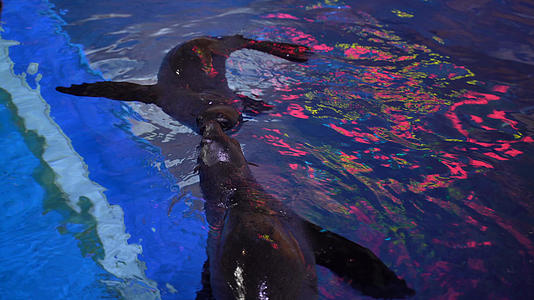 4k海洋公园海豹表演视频的预览图