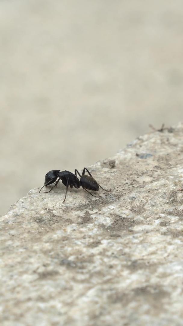 大蚂蚁视频的预览图