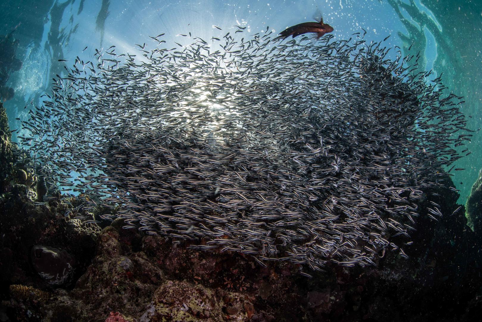 海底动感密集鱼群视频的预览图