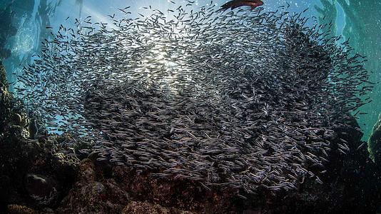 海底动感密集鱼群视频的预览图