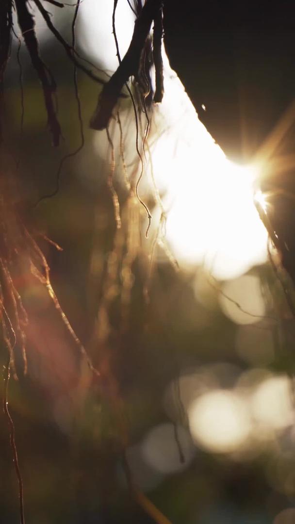 秋季植物逆光镜集合视频的预览图