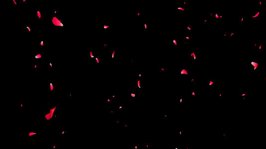 玫瑰花瓣飘落带通道视频的预览图
