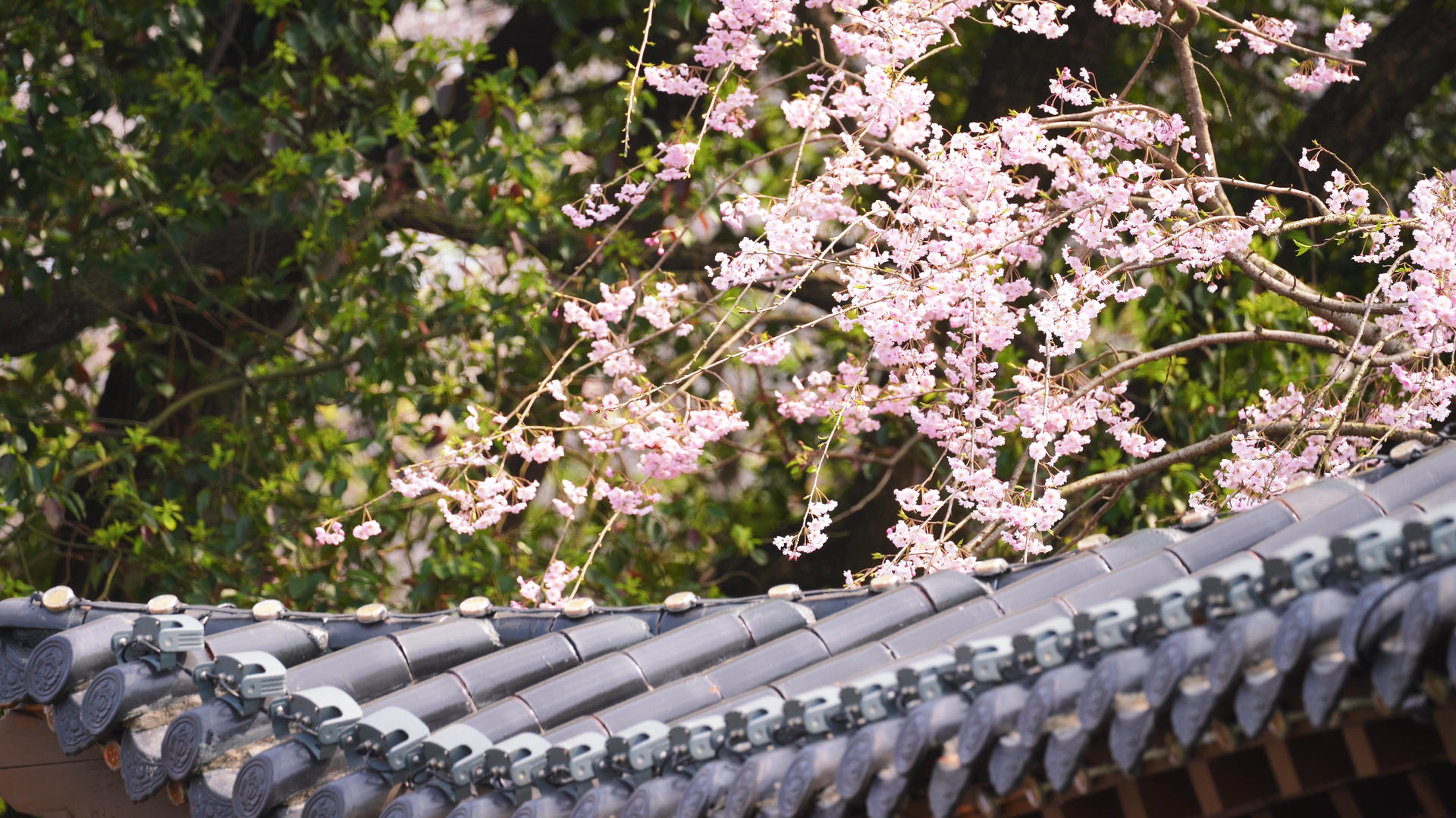 三月春天花期花季古建筑屋顶上盛开的樱花4k素材视频的预览图