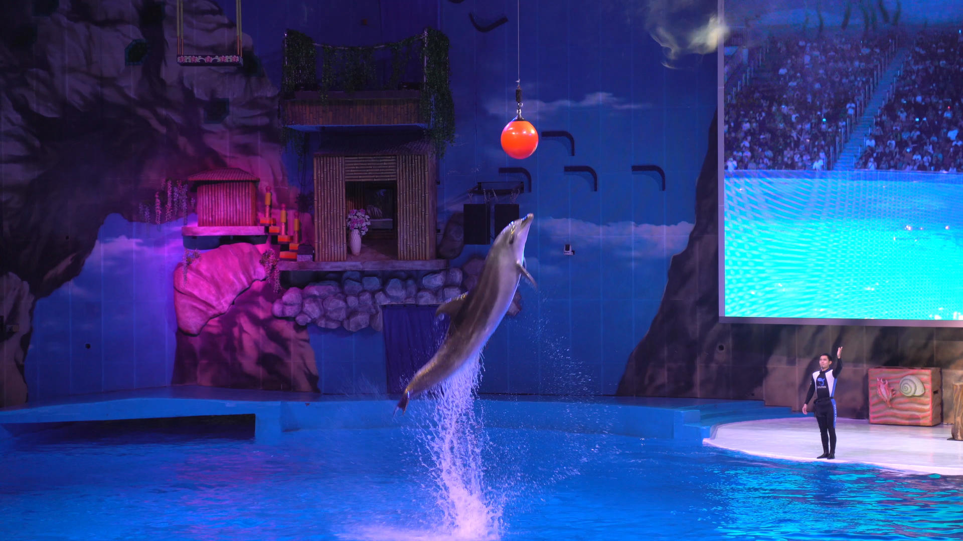4k海洋公园海豚表演视频的预览图