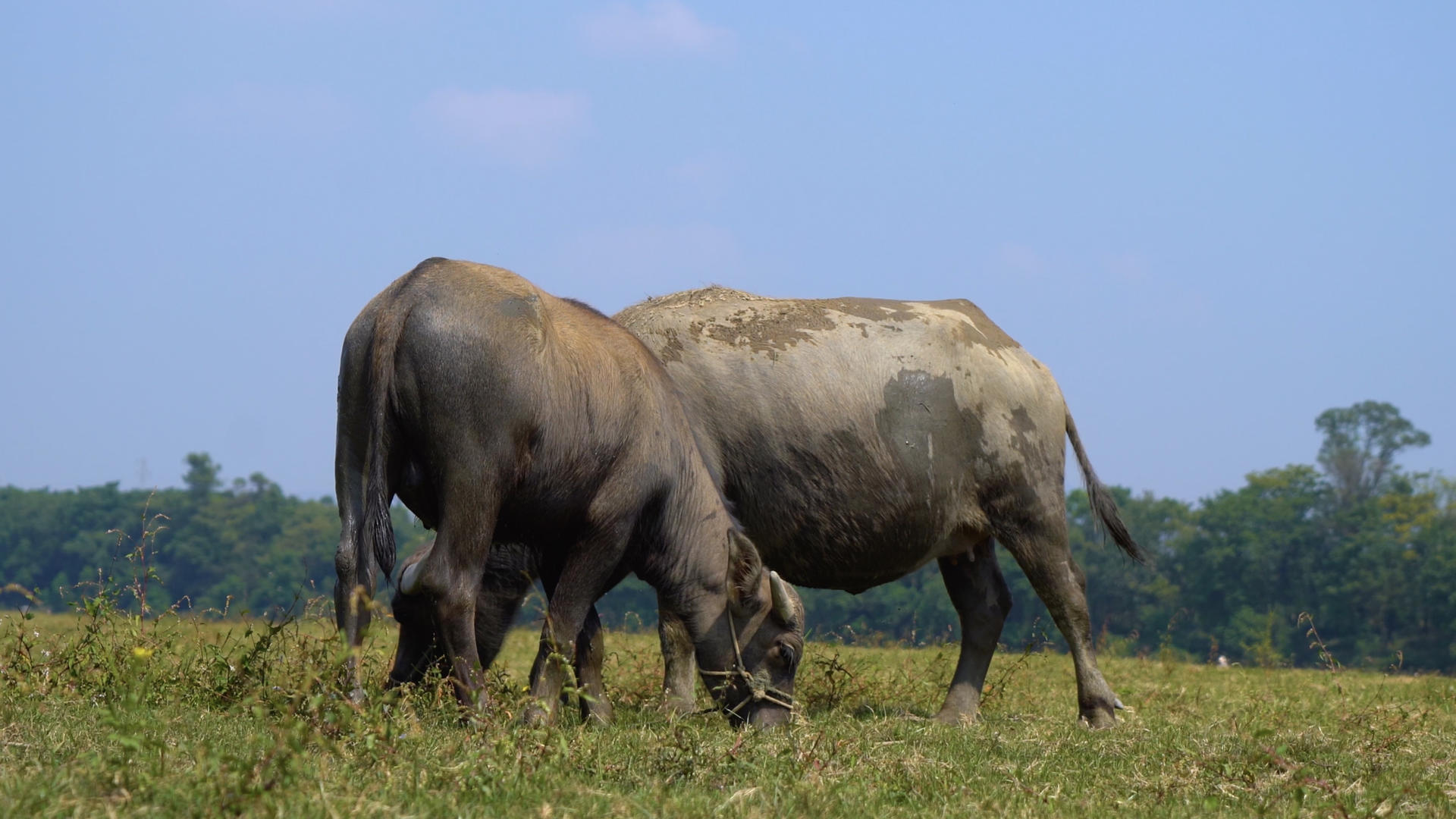 乡间田野中吃草的水牛视频的预览图