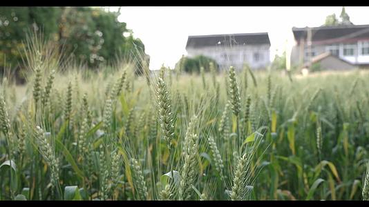 乡下小麦田4K视频的预览图