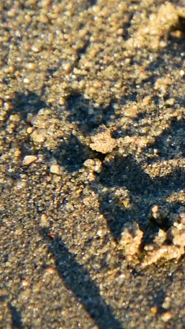 海滩上挖洞的螃蟹视频的预览图